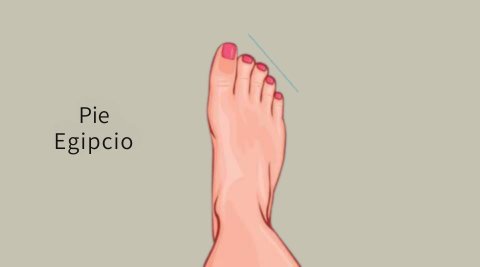 Ilustración del pie egipcio, mostrando opciones de calzado barefoot ideales para este tipo de pie, disponibles en BareMotion Barefoot