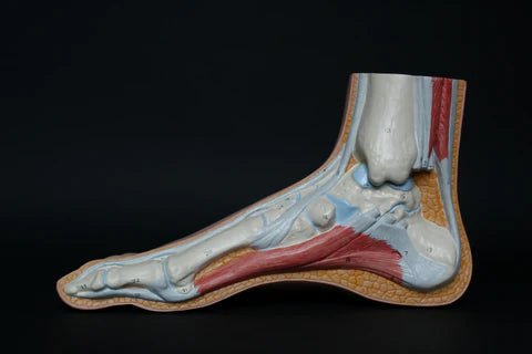 Imagen anatómica detallada del pie humano mostrando huesos, músculos y ligamentos, destacando la estructura natural del pie, ideal para ilustrar las características y beneficios del calzado barefoot en BareMotion